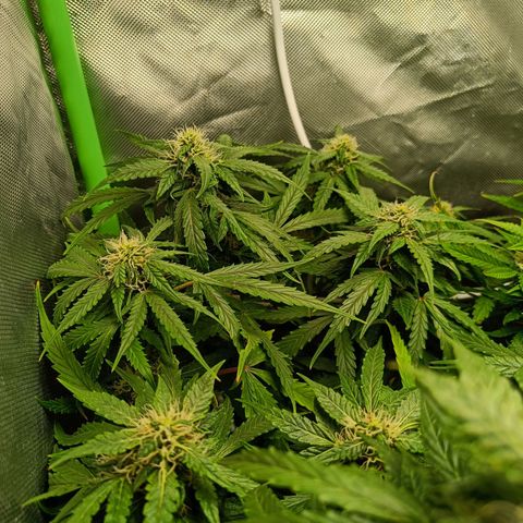 Retard Blue Cheese Automatic growlog timeline photo