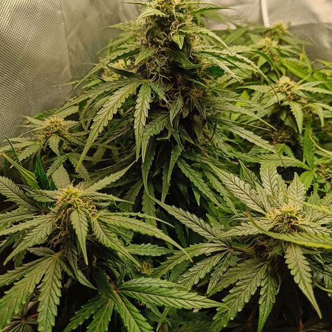 Retard Blue Cheese Automatic growlog timeline photo