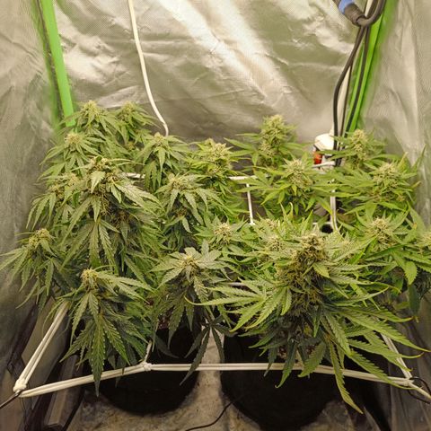 Retard Blue Cheese Automatic growlog timeline photo