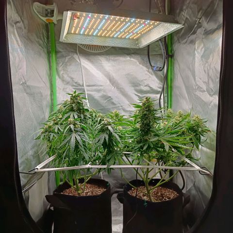 Retard Blue Cheese Automatic growlog timeline photo