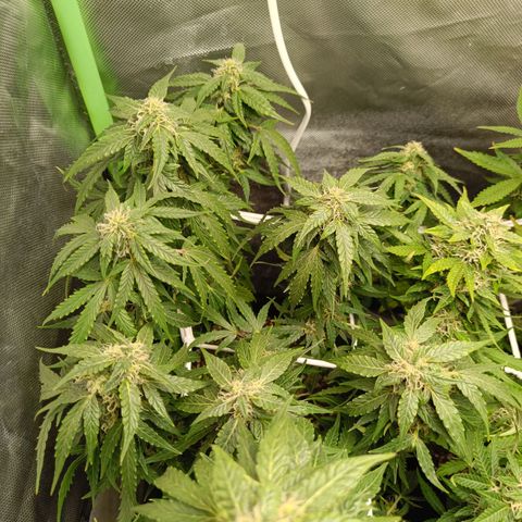 Retard Blue Cheese Automatic growlog timeline photo
