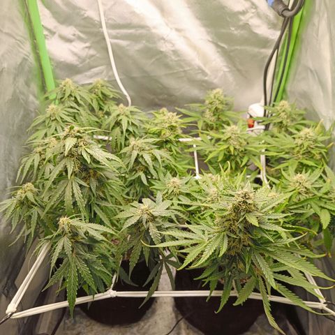 Retard Blue Cheese Automatic growlog timeline photo