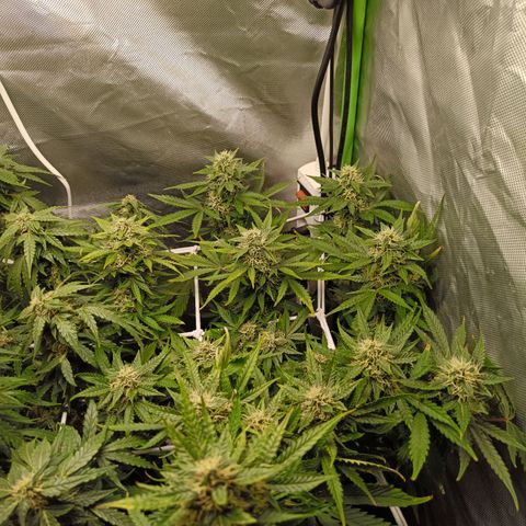 Retard Blue Cheese Automatic growlog timeline photo