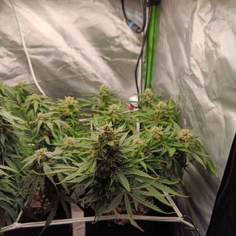 Retard Blue Cheese Automatic growlog timeline photo