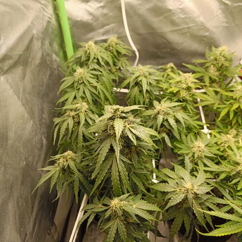Retard Blue Cheese Automatic growlog timeline photo