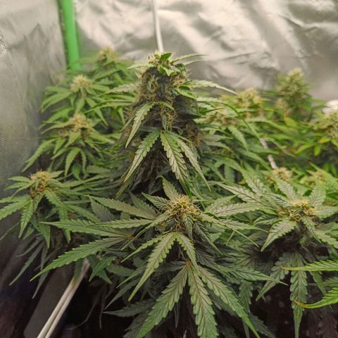 Retard Blue Cheese Automatic growlog timeline photo