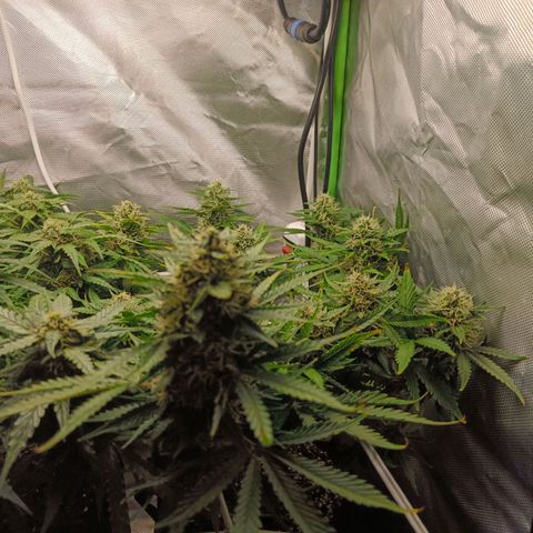 Retard Blue Cheese Automatic growlog timeline photo