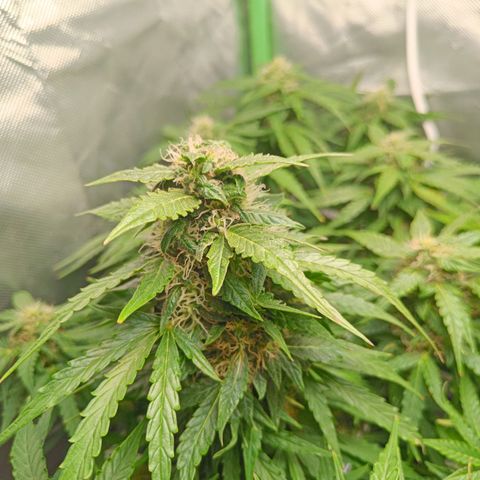 Retard Blue Cheese Automatic growlog timeline photo