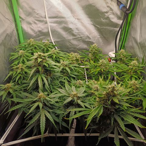 Retard Blue Cheese Automatic growlog timeline photo