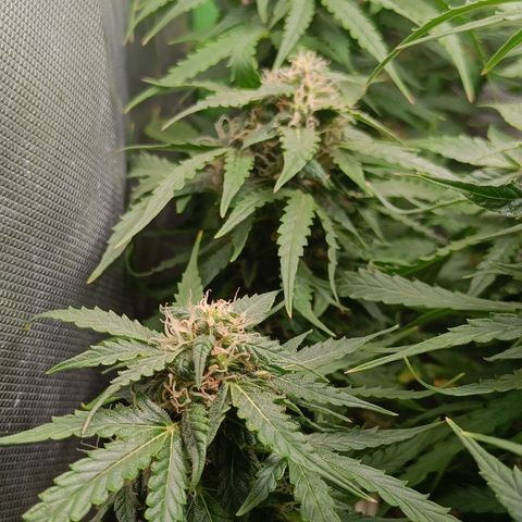 Retard Blue Cheese Automatic growlog timeline photo