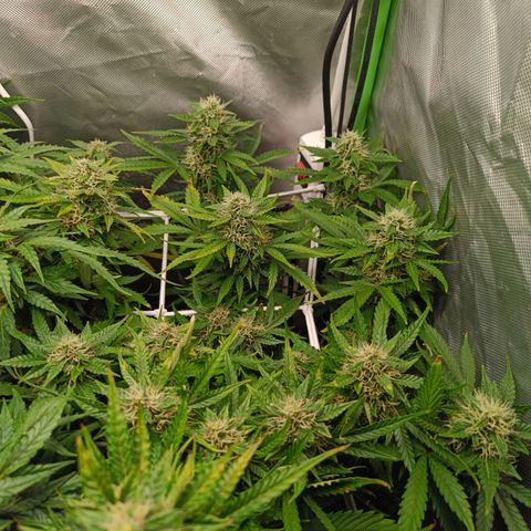Retard Blue Cheese Automatic growlog timeline photo