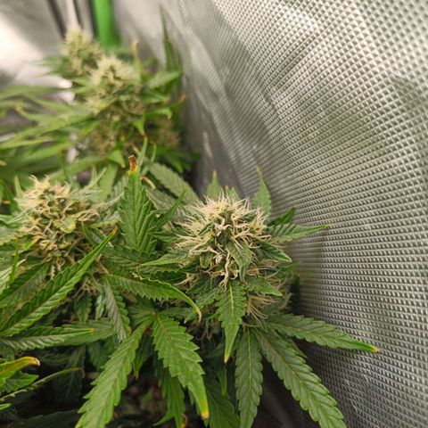 Retard Blue Cheese Automatic growlog timeline photo