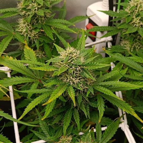 Retard Blue Cheese Automatic growlog timeline photo