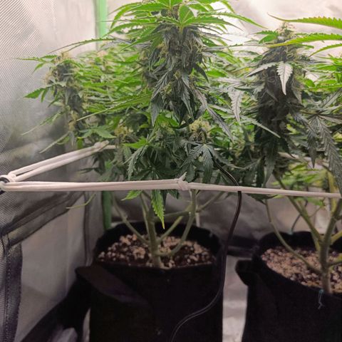 Retard Blue Cheese Automatic growlog timeline photo