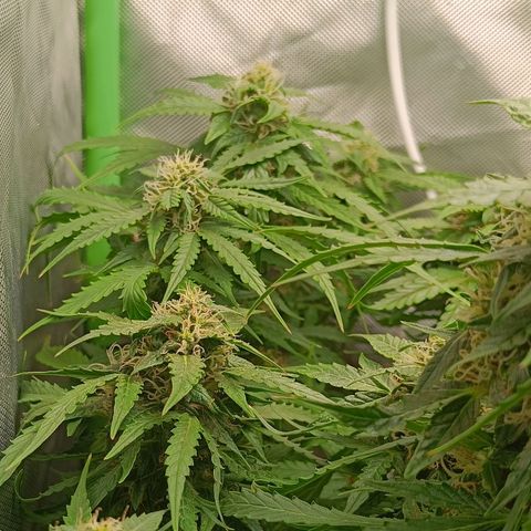 Retard Blue Cheese Automatic growlog timeline photo