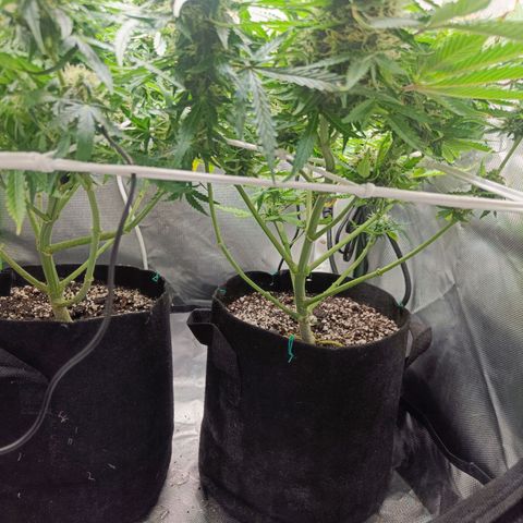 Retard Blue Cheese Automatic growlog timeline photo