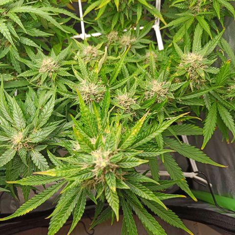 Retard Blue Cheese Automatic growlog timeline photo
