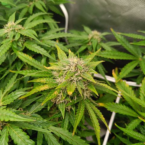 Retard Blue Cheese Automatic growlog timeline photo