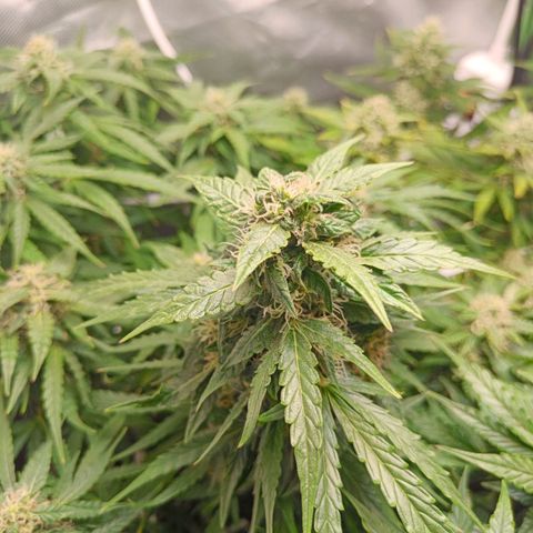 Retard Blue Cheese Automatic growlog timeline photo