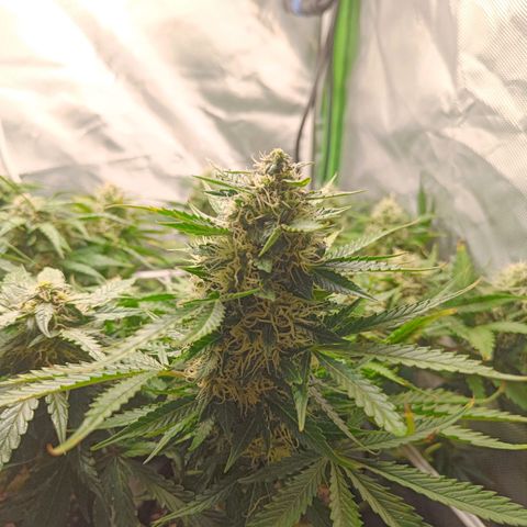Retard Blue Cheese Automatic growlog timeline photo