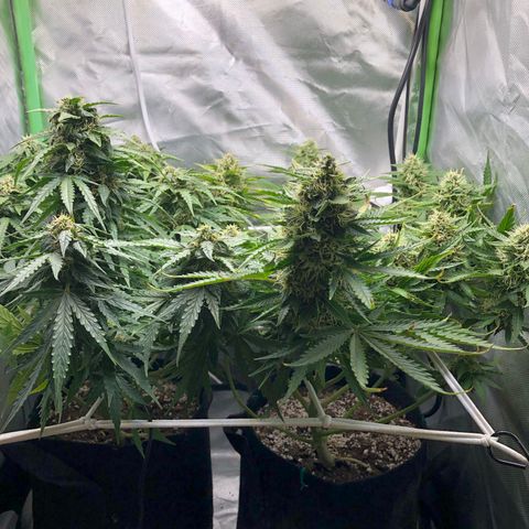 Retard Blue Cheese Automatic growlog timeline photo