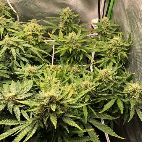 Retard Blue Cheese Automatic growlog timeline photo