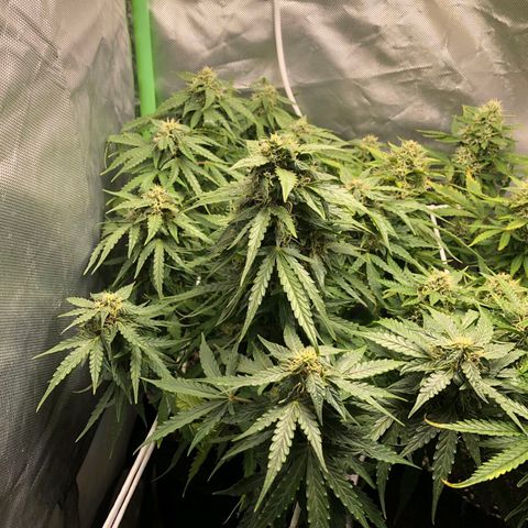 Retard Blue Cheese Automatic growlog timeline photo