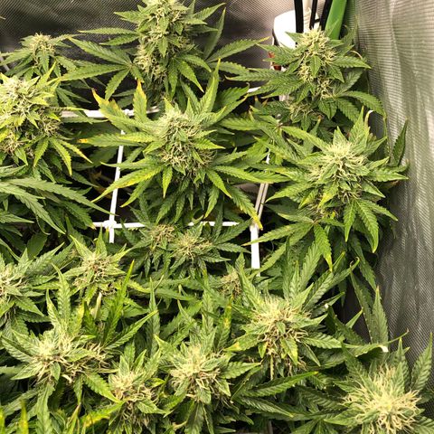 Retard Blue Cheese Automatic growlog timeline photo