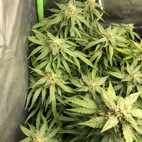 Retard Blue Cheese Automatic growlog timeline photo