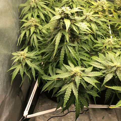 Retard Blue Cheese Automatic growlog timeline photo