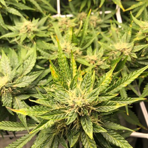Retard Blue Cheese Automatic growlog timeline photo