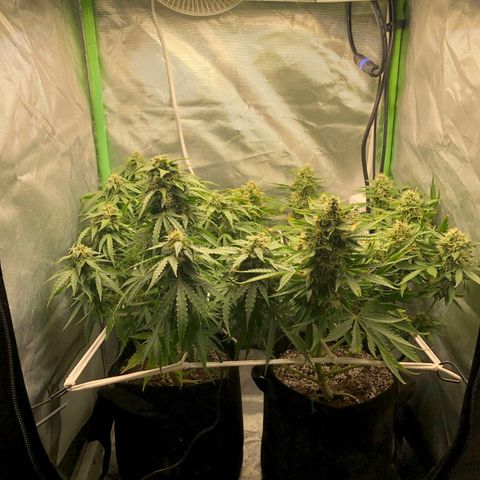 Retard Blue Cheese Automatic growlog timeline photo
