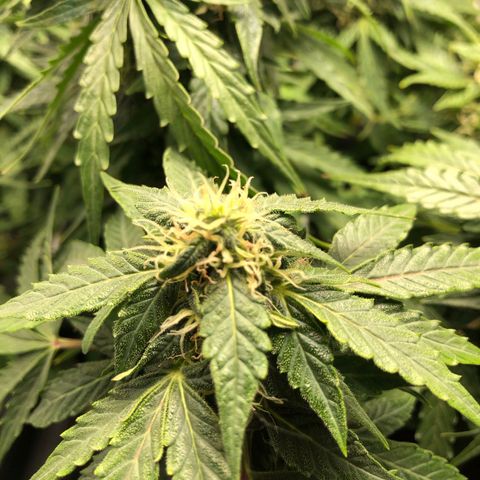 Retard Blue Cheese Automatic growlog timeline photo
