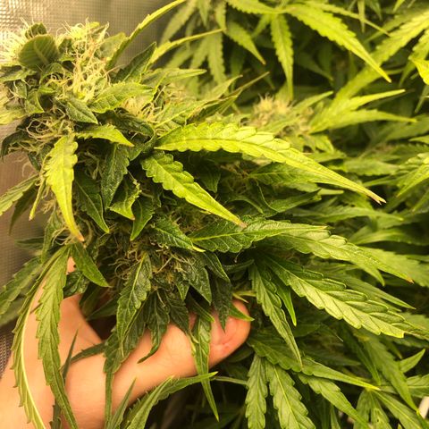 Retard Blue Cheese Automatic growlog timeline photo