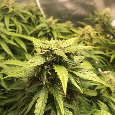 Retard Blue Cheese Automatic growlog timeline photo