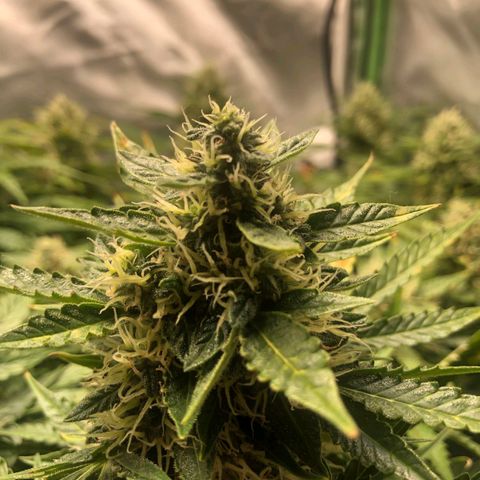 Retard Blue Cheese Automatic growlog timeline photo