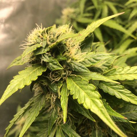 Retard Blue Cheese Automatic growlog timeline photo