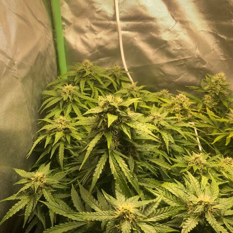 Retard Blue Cheese Automatic growlog timeline photo
