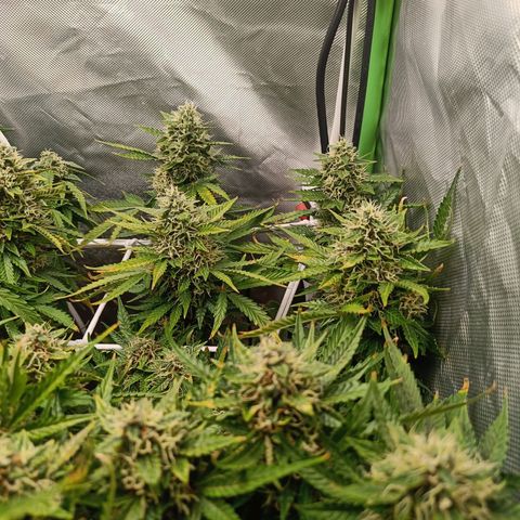 Retard Blue Cheese Automatic growlog timeline photo