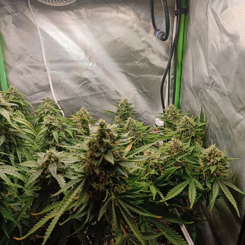 Retard Blue Cheese Automatic growlog timeline photo