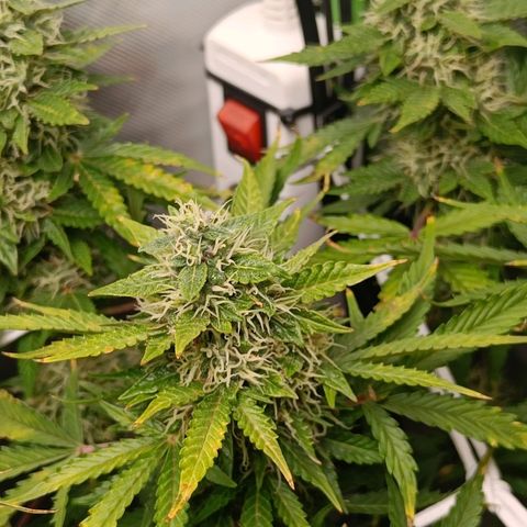 Retard Blue Cheese Automatic growlog timeline photo