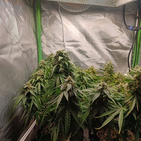 Retard Blue Cheese Automatic growlog timeline photo