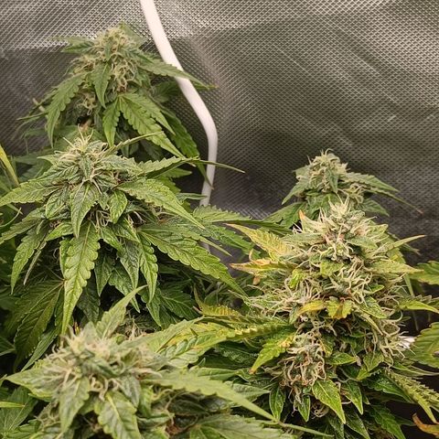 Retard Blue Cheese Automatic growlog timeline photo