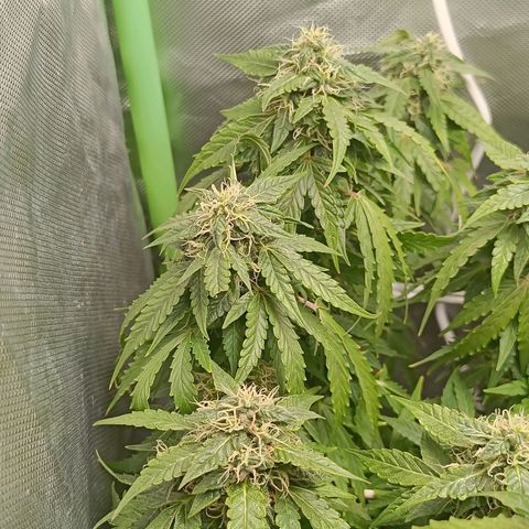 Retard Blue Cheese Automatic growlog timeline photo