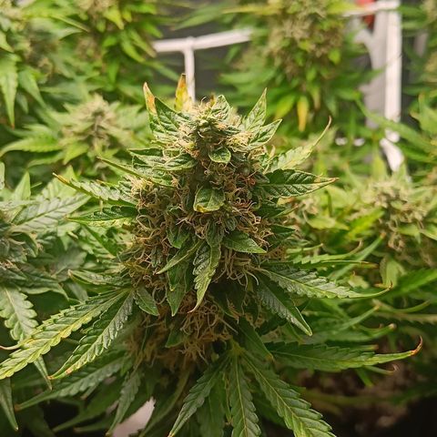 Retard Blue Cheese Automatic growlog timeline photo