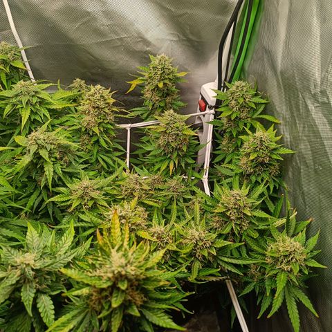 Retard Blue Cheese Automatic growlog timeline photo