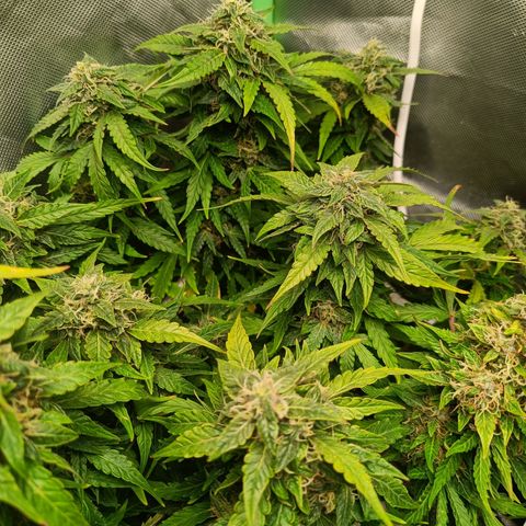 Retard Blue Cheese Automatic growlog timeline photo