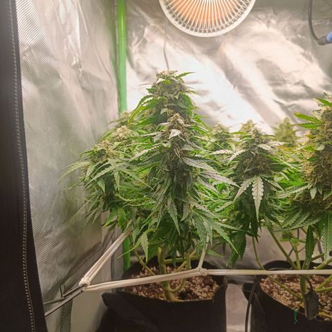 Retard Blue Cheese Automatic growlog timeline photo