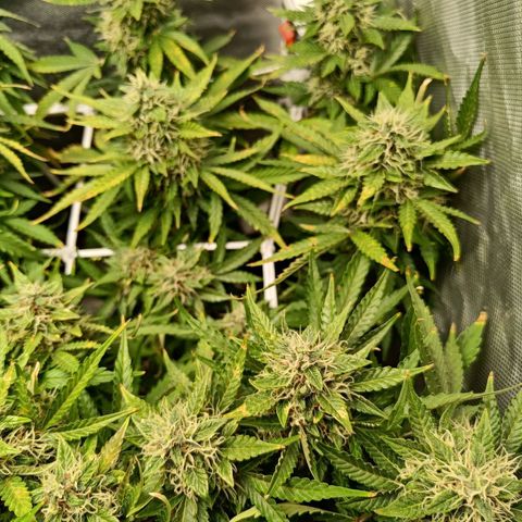 Retard Blue Cheese Automatic growlog timeline photo