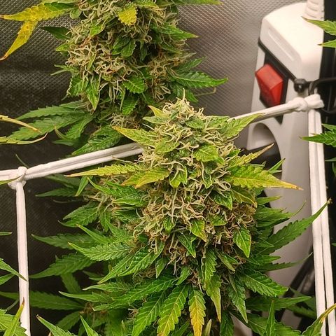 Retard Blue Cheese Automatic growlog timeline photo